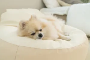 Beanbag Chair