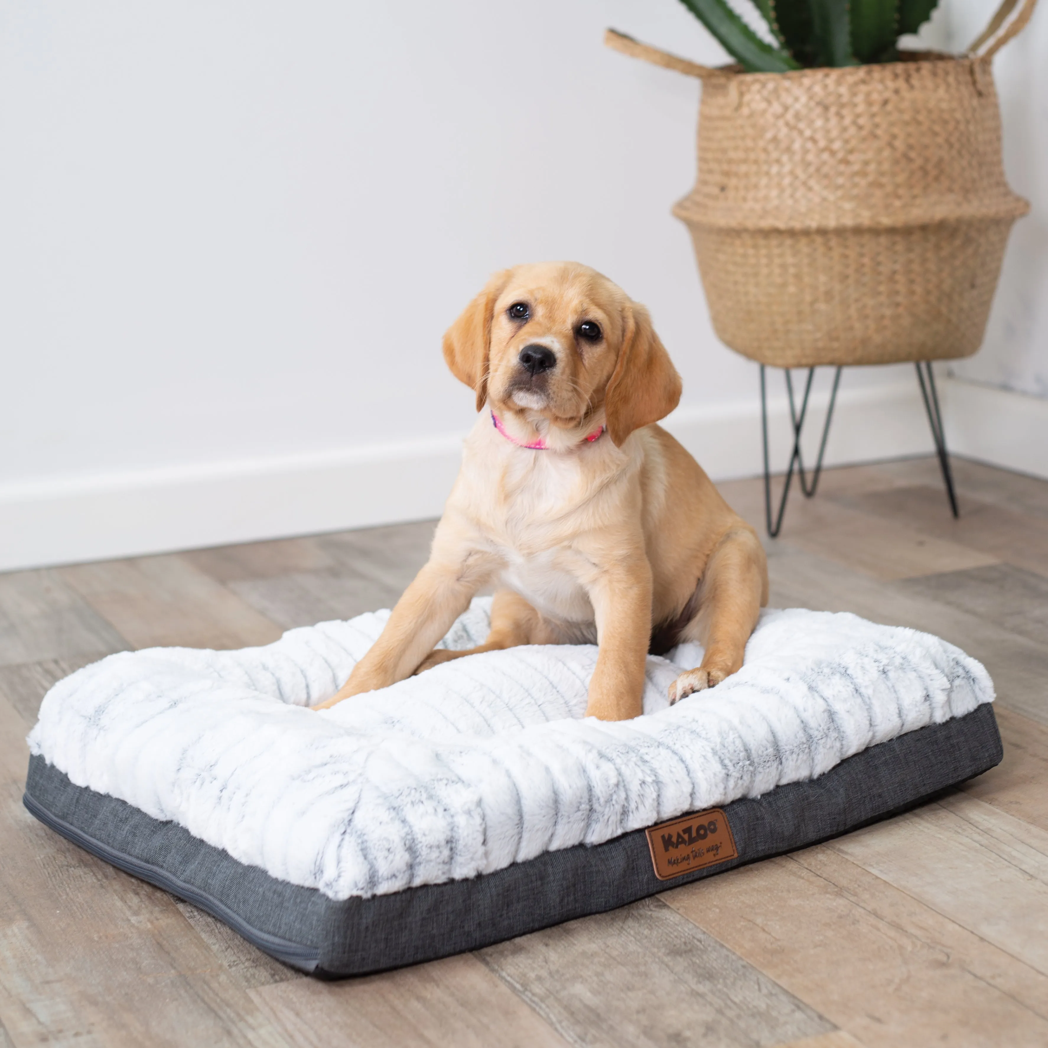 Cloud Comfort Dog Bed