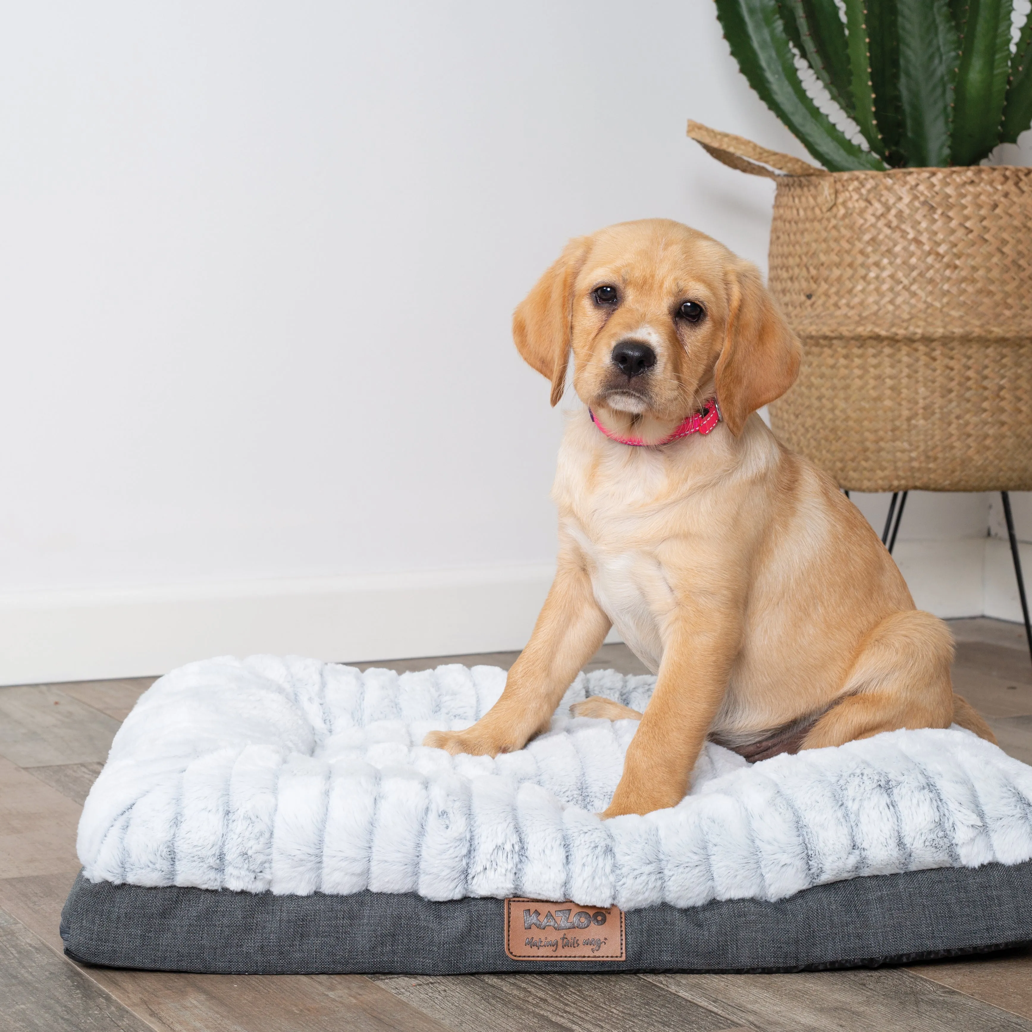 Cloud Comfort Dog Bed