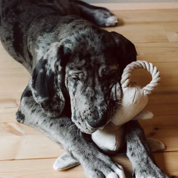 Cloud7 Dog Toys Rabbit Molly.