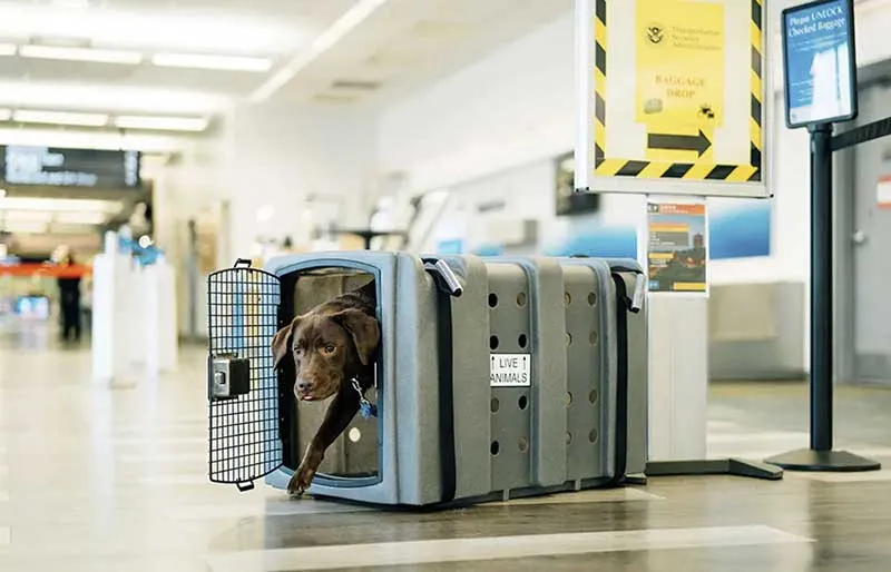 Dakota 283 Kennebec Jet Stream Airline Kennel