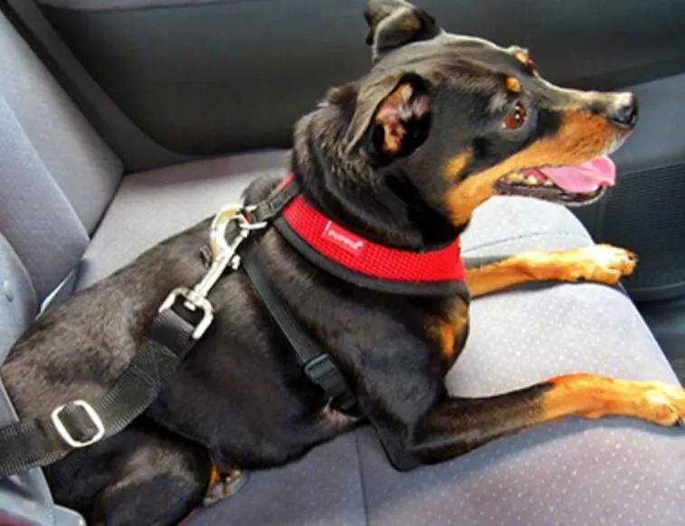 Dog Seat Belt