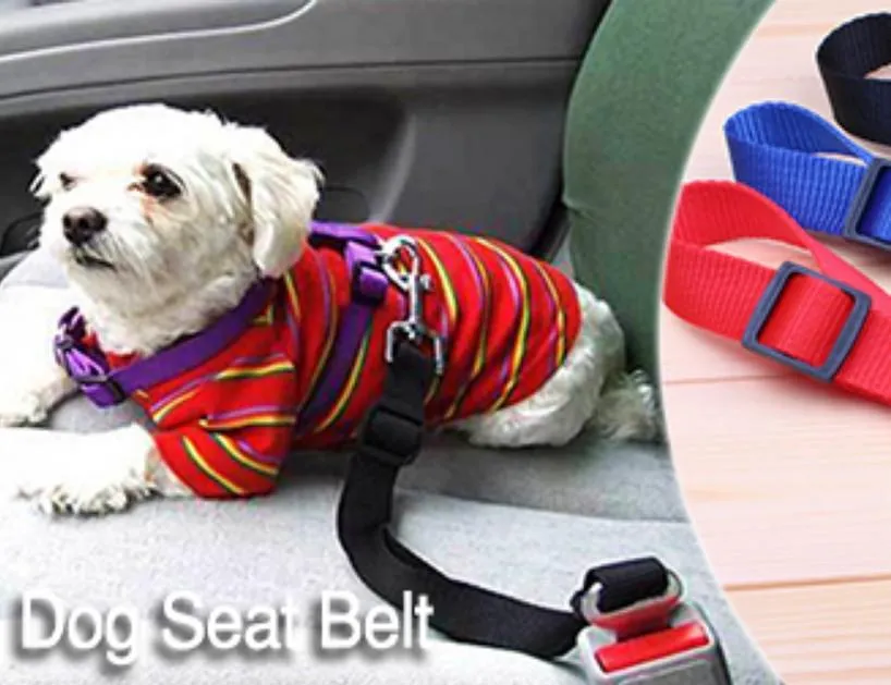 Dog Seat Belt