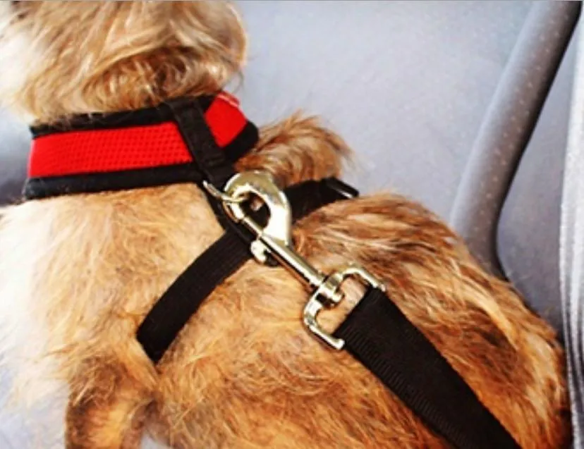 Dog Seat Belt