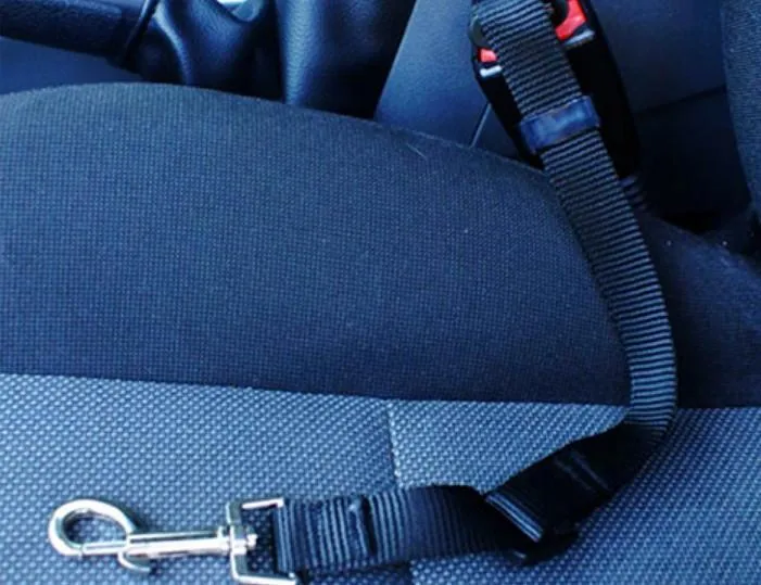 Dog Seat Belt