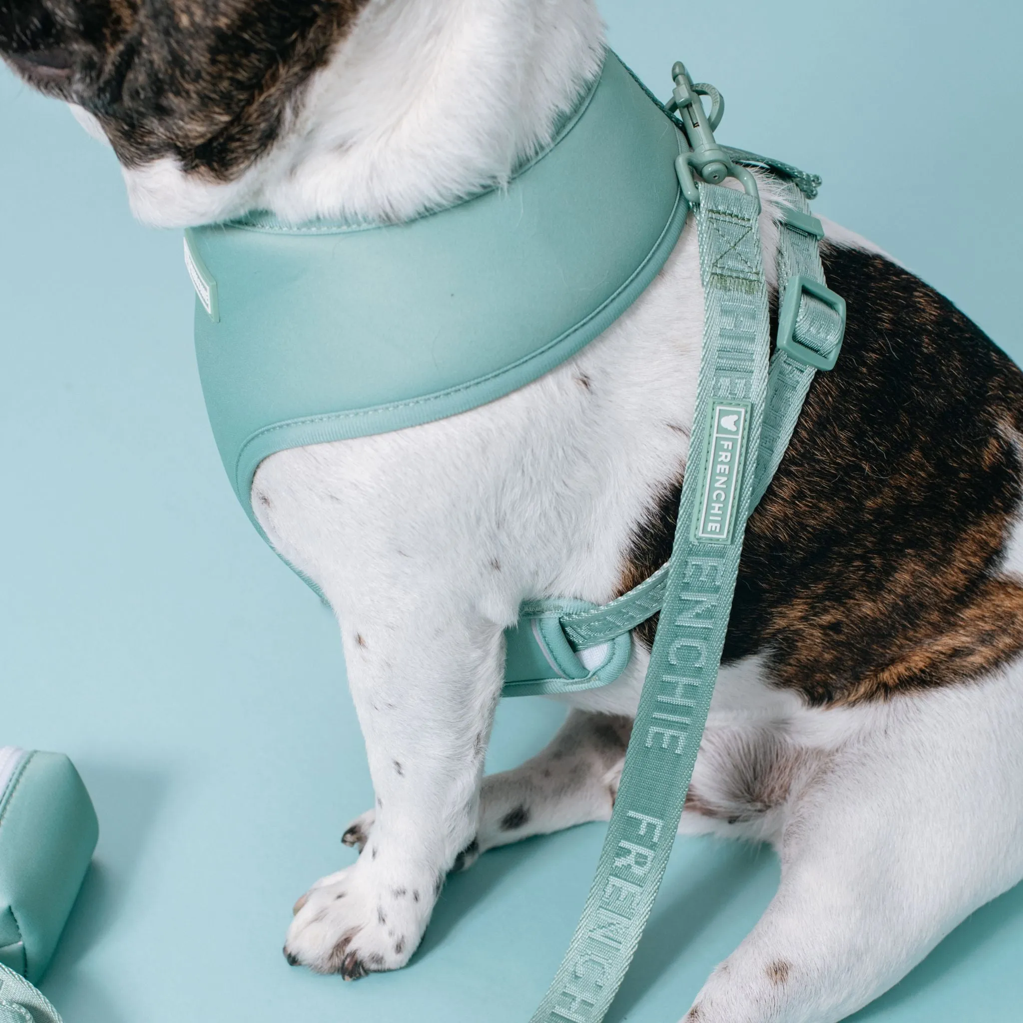 Frenchie Comfort Leash - Sage