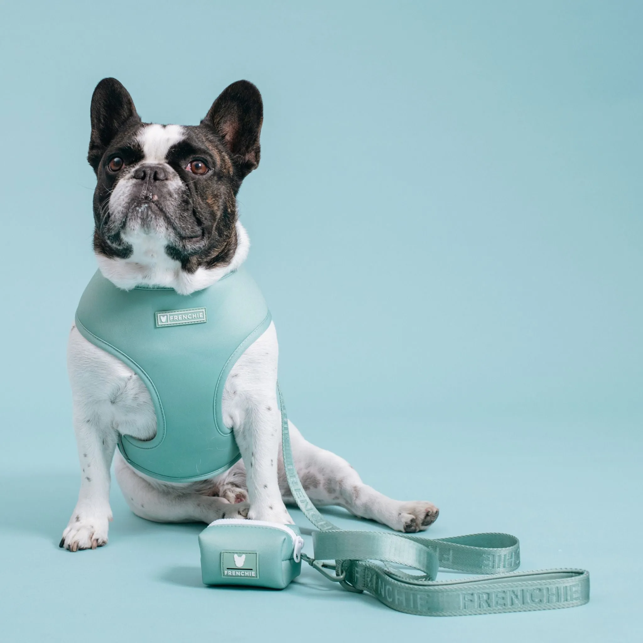 Frenchie Comfort Leash - Sage
