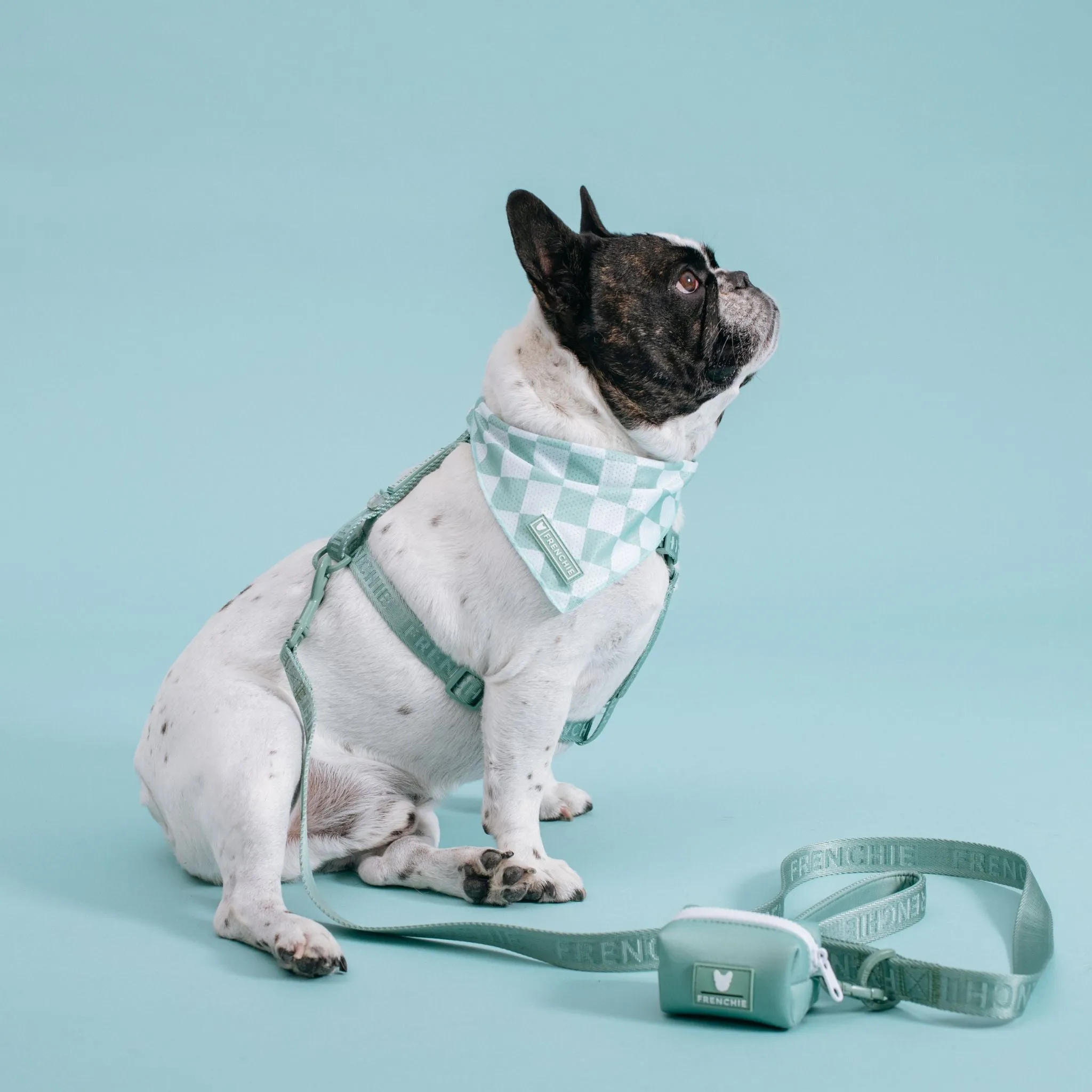 Frenchie Comfort Leash - Sage