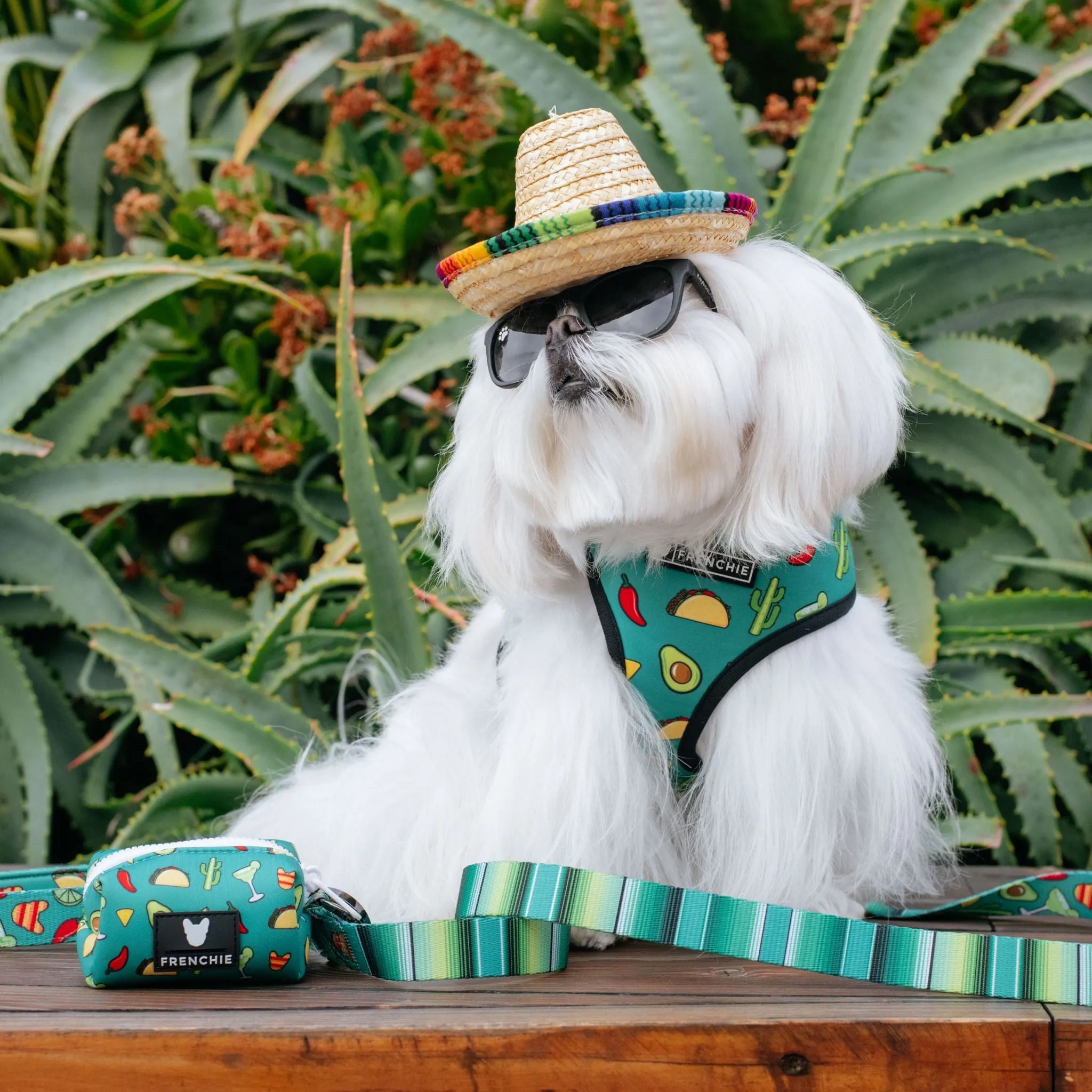 Frenchie Comfort Leash - Taco Tuesday- Green
