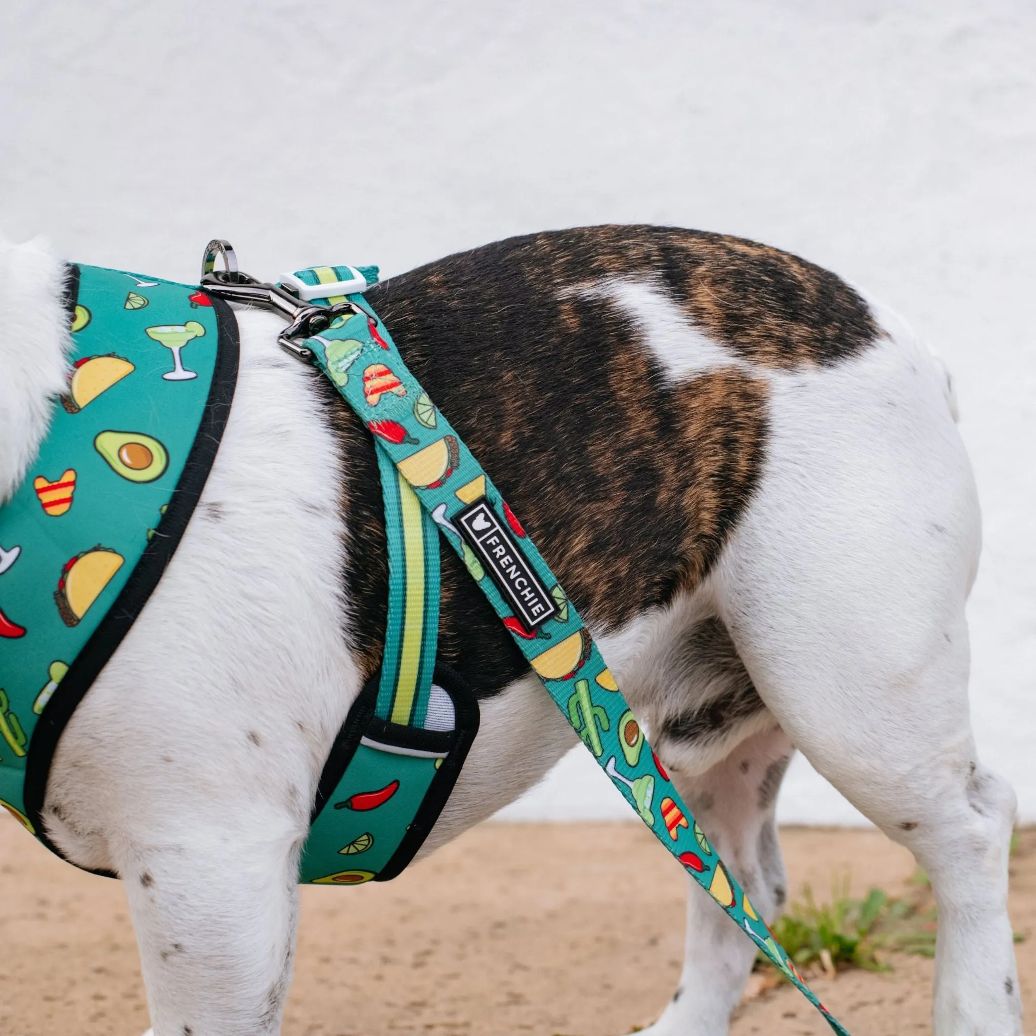 Frenchie Comfort Leash - Taco Tuesday- Green