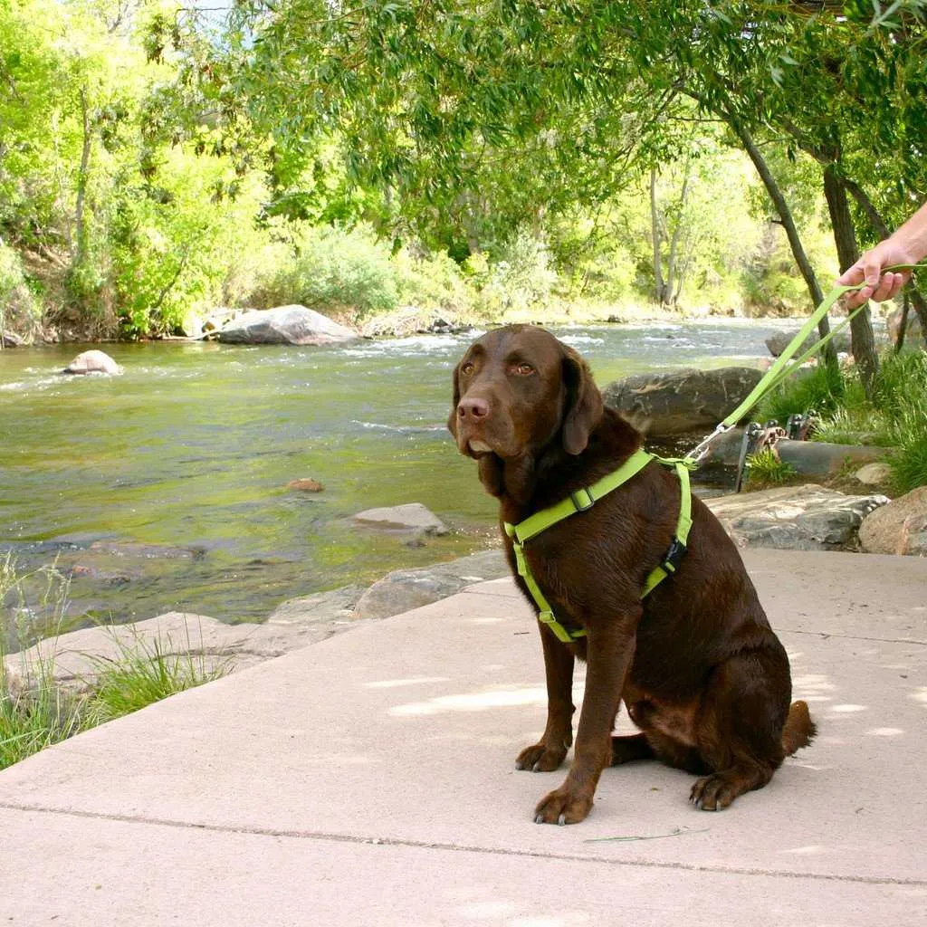 Hemp Dog Harness  Basic GREEN