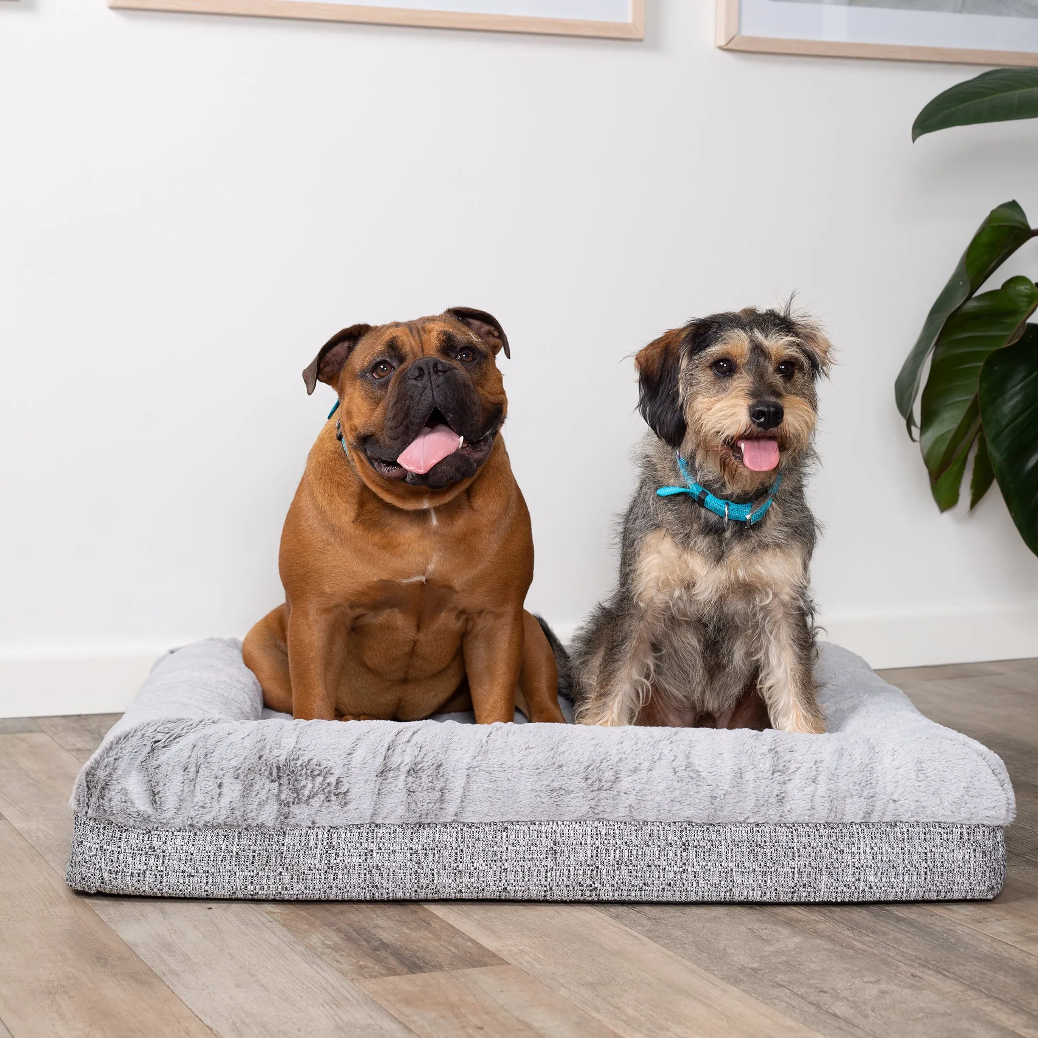 Kazoo Wombat Medium Plush Grey Dog Bed^^^