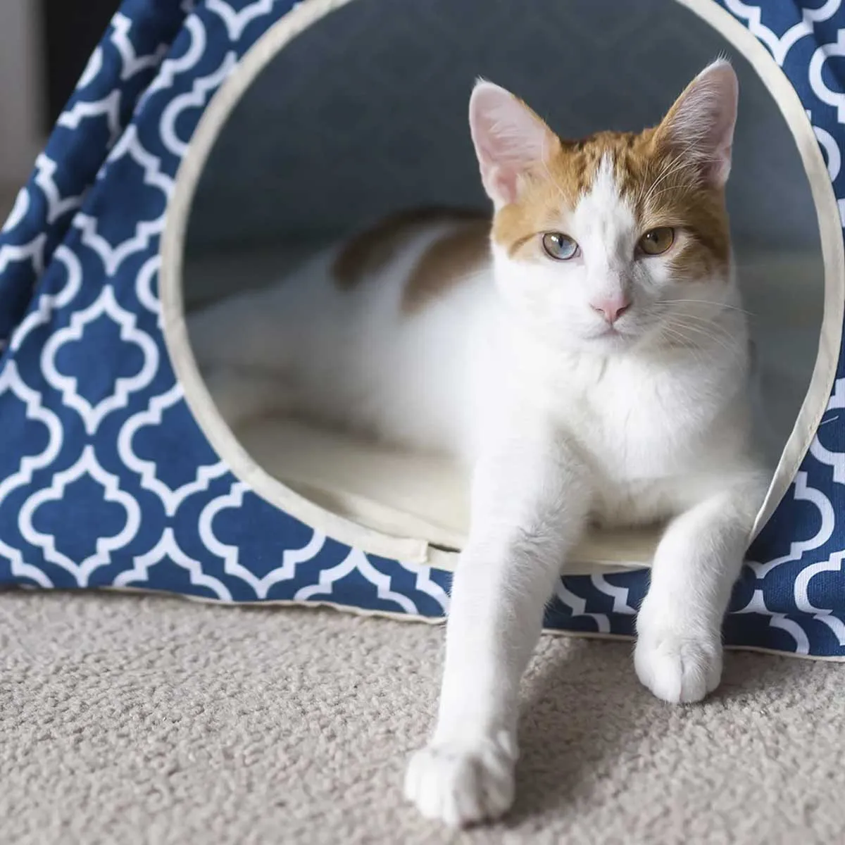 Moroccan Navy Blue Pet Teepee