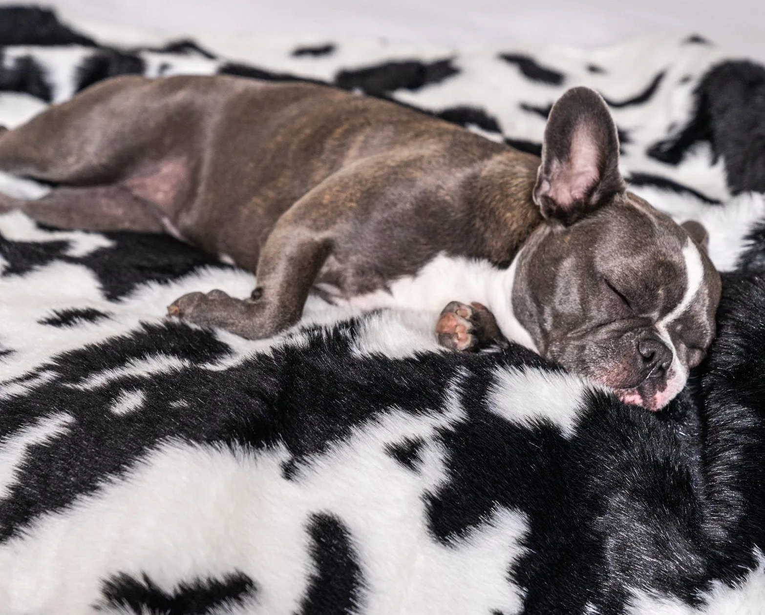 PupRug™ Junior Memory Foam Bed   Matching Waterproof Blanket Bundle - Black Faux Cowhide